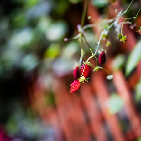 Апарт-отель Schoeps By Renters