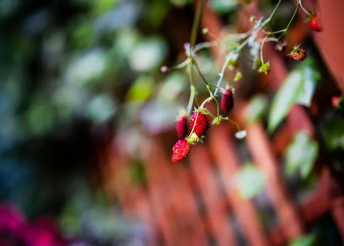 Aparthotel Schoeps By Renters